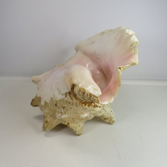 Large Real Conch Sea Shell 9x8" 6" tall has some chips Warm Tan - Picture 7 of 13